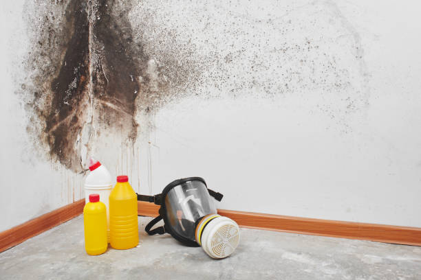 Best Certified Mold Removal  in New City, NY