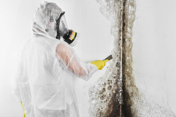 Best Commercial Mold Removal  in New City, NY