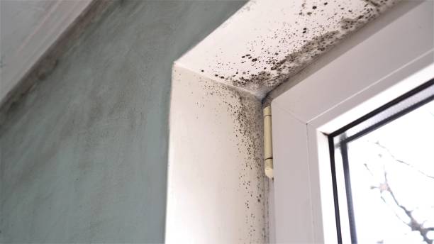 Mold Testing and Removal in New City, NY