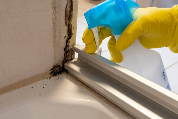 Best Toxic Mold Removal  in New City, NY