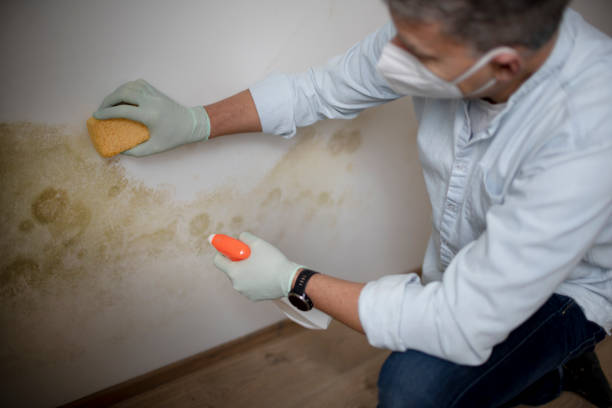 Best Mold Cleaning Services  in New City, NY