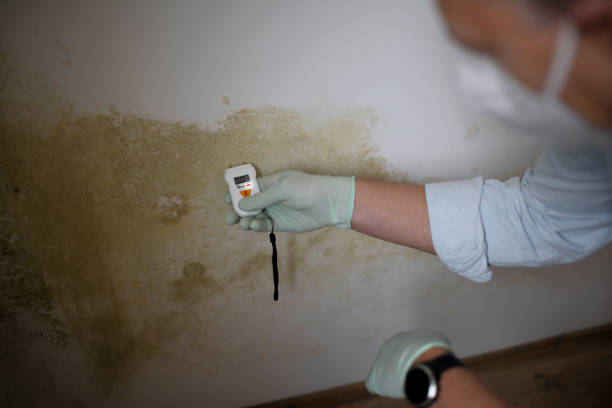 Best Best Mold Removal Companies  in New City, NY