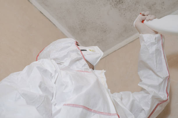 Best Mold Removal Company Near Me  in New City, NY