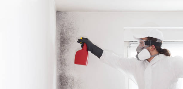 Best Same-Day Mold Removal  in New City, NY