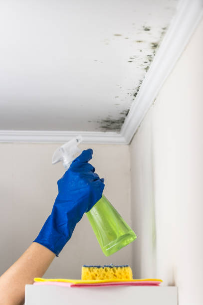 Best Professional Mold Removal  in New City, NY