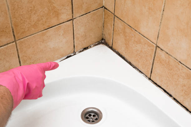 Best Affordable Mold Removal  in New City, NY